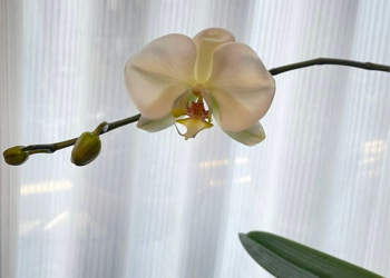 胡蝶蘭|瓶で育てている株で白い花が1輪開花、蕾もふくらむ