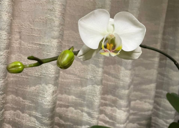 胡蝶蘭｜瓶育成で育てている白い花が咲いた様子