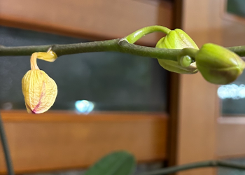 胡蝶蘭｜瓶育成で育てている白い花の蕾がシワシワになってしまった様子