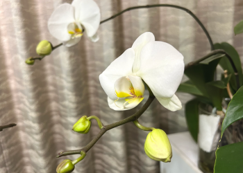 胡蝶蘭|白い花が複数咲いている様子