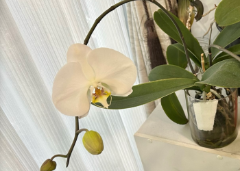 胡蝶蘭|白い花が窓辺で咲いている様子
