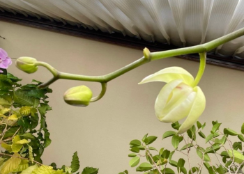 胡蝶蘭｜瓶育成の白色の胡蝶蘭の蕾が開き始めた様子