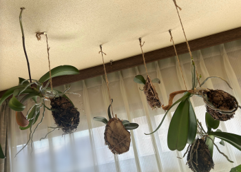 胡蝶蘭｜吊るして育てている苔玉の胡蝶蘭