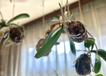 胡蝶蘭｜吊るして育てている苔玉の胡蝶蘭