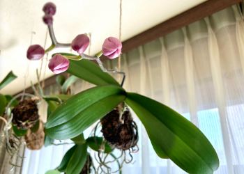 胡蝶蘭｜花とつぼみが窓辺で揺れる様子