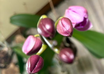 胡蝶蘭｜つぼみが開花直前の様子