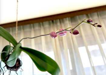 胡蝶蘭｜花とつぼみが窓辺で揺れる様子