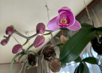 胡蝶蘭｜ピンク色の花が咲いている様子