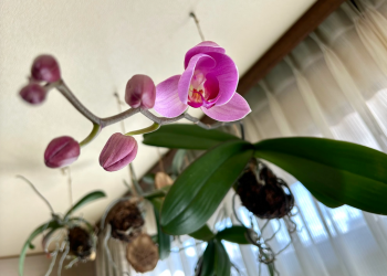 胡蝶蘭｜つぼみが開きかけた花茎の様子