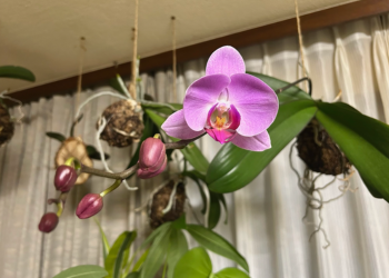 胡蝶蘭|苔玉仕立て。つぼみが伸びて咲き始めた様子