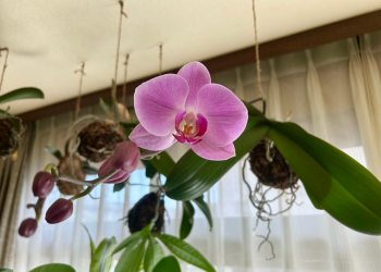 胡蝶蘭|苔玉育成。ピンク色のお花が開いた様子