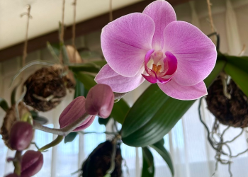 胡蝶蘭|苔玉育成。ピンク色のお花が開いた様子