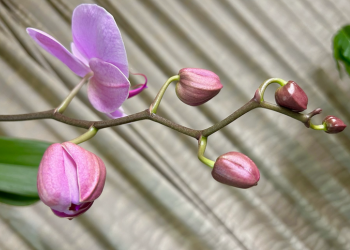 胡蝶蘭｜花茎に沿ってピンク色のお花と蕾が並んでいる様子。
