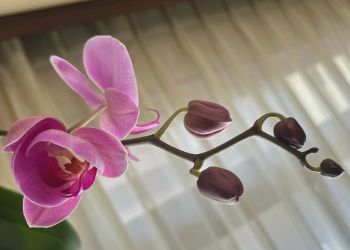 胡蝶蘭|花茎に沿ってお花と蕾が並んでいる様子。