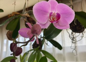 胡蝶蘭|つぼみと花が混在する胡蝶蘭の様子