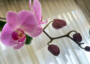 胡蝶蘭｜苔玉の胡蝶蘭、花とつぼみが並ぶ様子