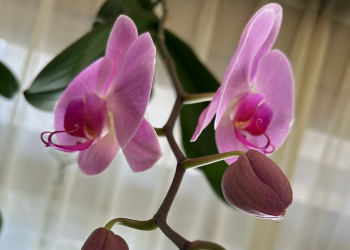 胡蝶蘭｜二輪の花が並んで咲く様子