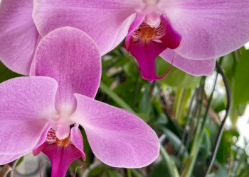 胡蝶蘭｜ピンク色のお花をアップに撮影した様子