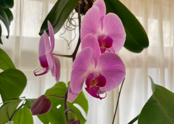 胡蝶蘭｜ピンク色のお花が次々に咲く様子