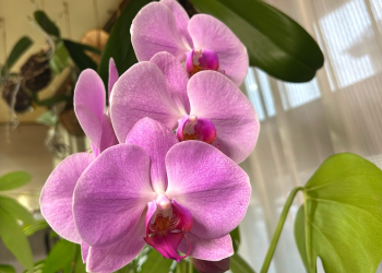 胡蝶蘭|ピンクの花が数輪咲いている様子