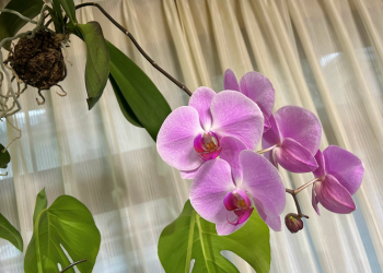 胡蝶蘭|開花が進んだピンク色の花の様子