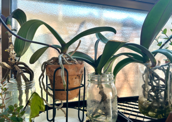 胡蝶蘭｜瓶と鉢を並べて育てている様子