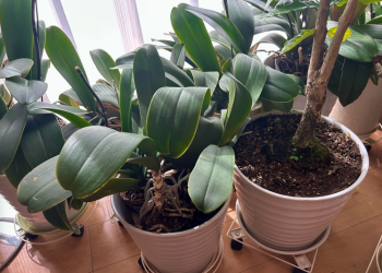 胡蝶蘭｜たくさんの鉢を床に並べて育てている様子