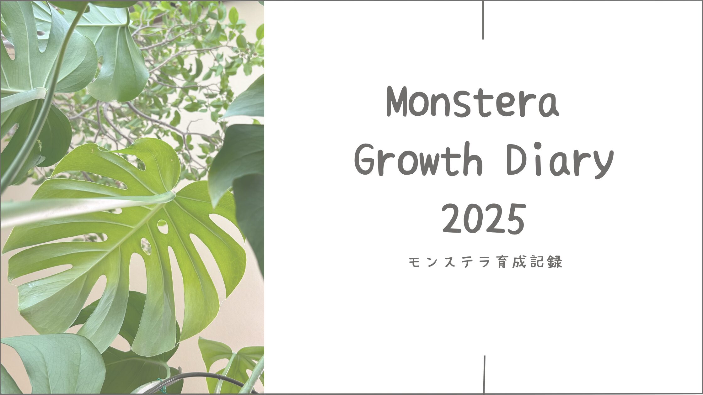 モンステラ育成育成記録アイキャッチ画像