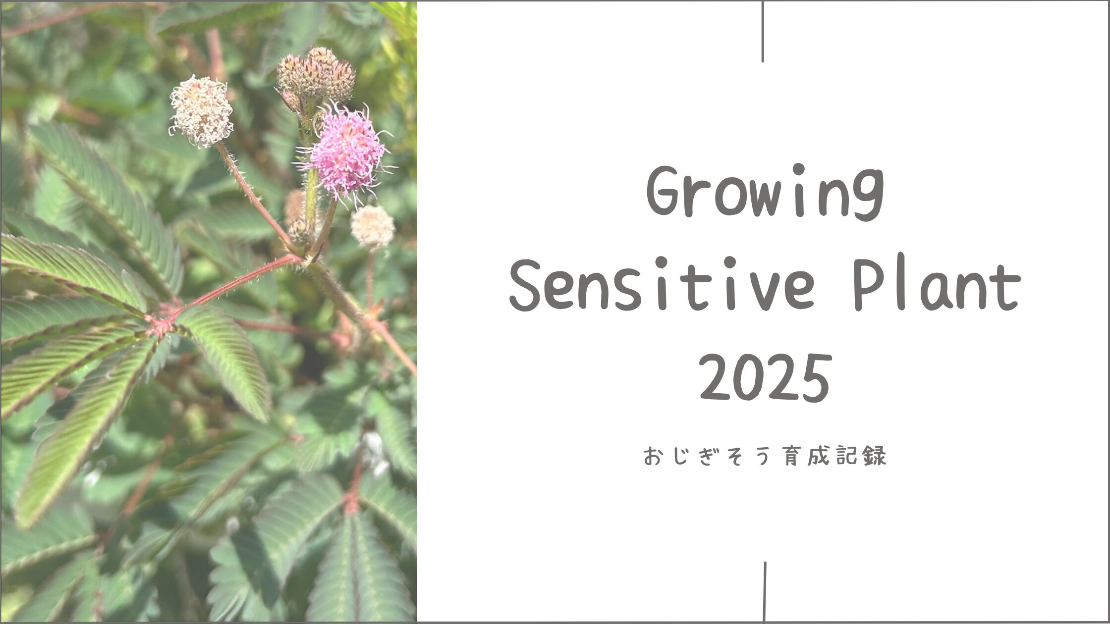 おじぎそう育成育成記録アイキャッチ画像