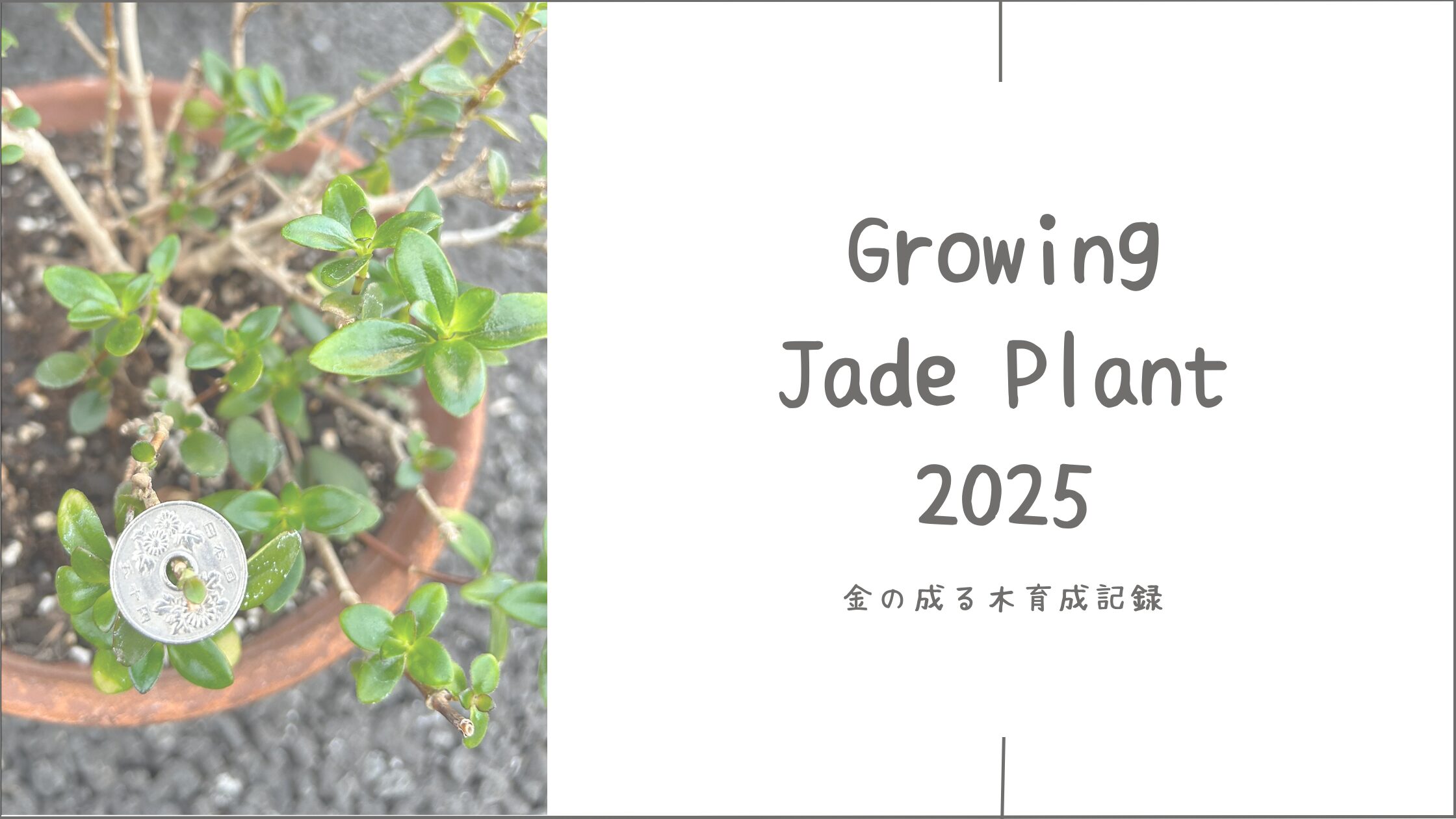 金の成る木育成育成記録アイキャッチ画像