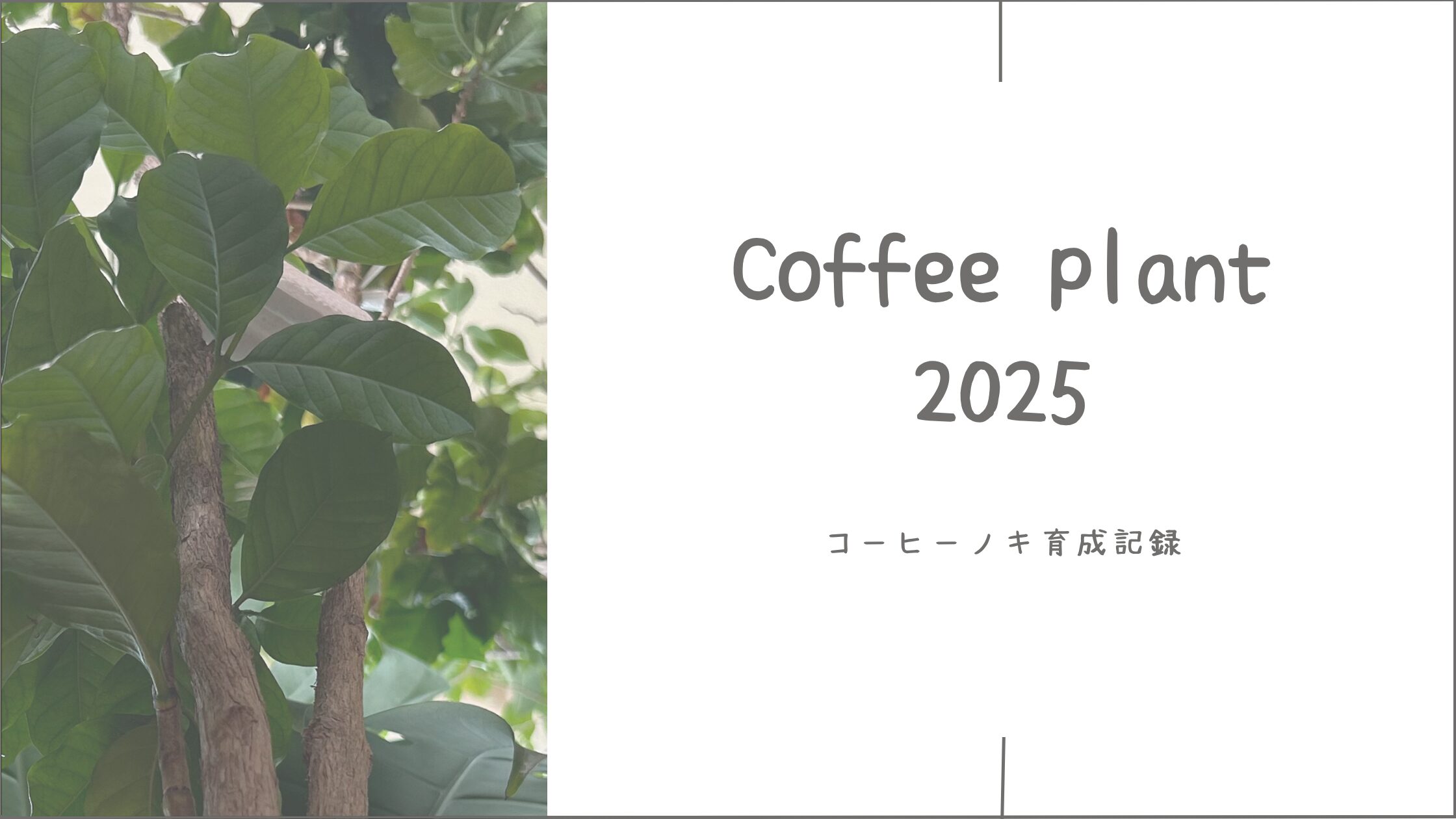 コーヒーノキ育成育成記録アイキャッチ画像