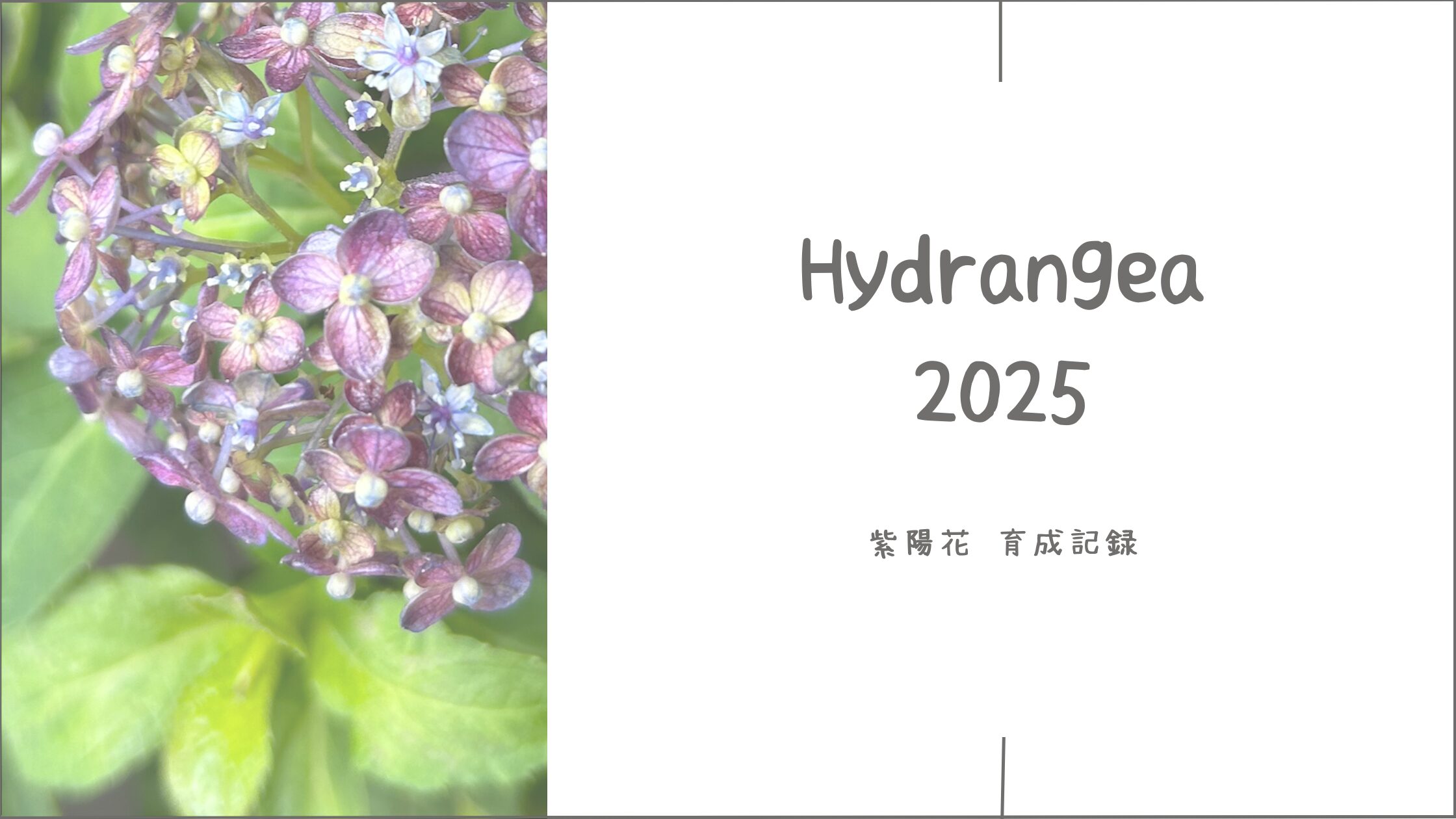 紫陽花育成育成記録アイキャッチ画像