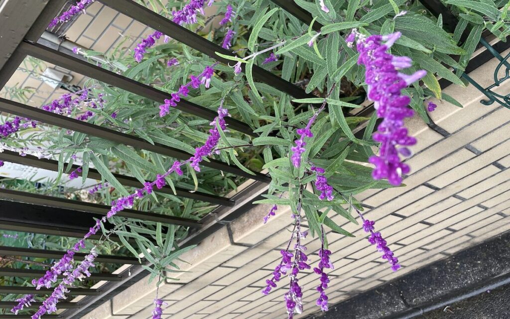 アメジストセージ｜フェンス沿いに広がる紫色の花穂の全体像