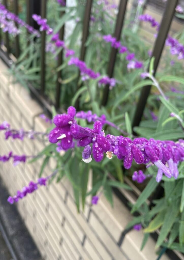 アメジストセージ｜雨上がりの花穂に水滴が残る様子