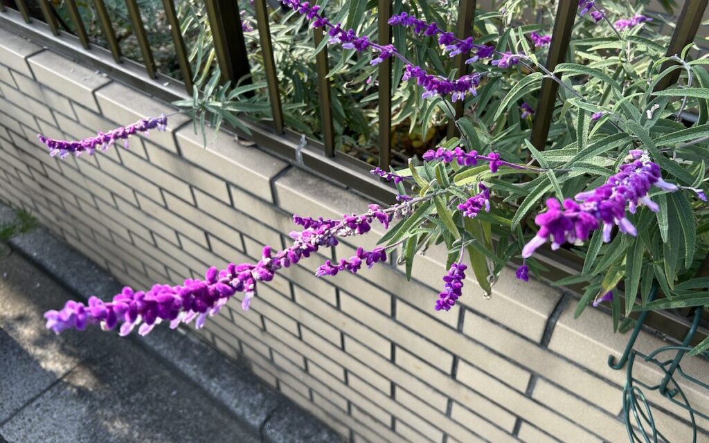 アメジストセージ｜横に伸びる紫色の花穂