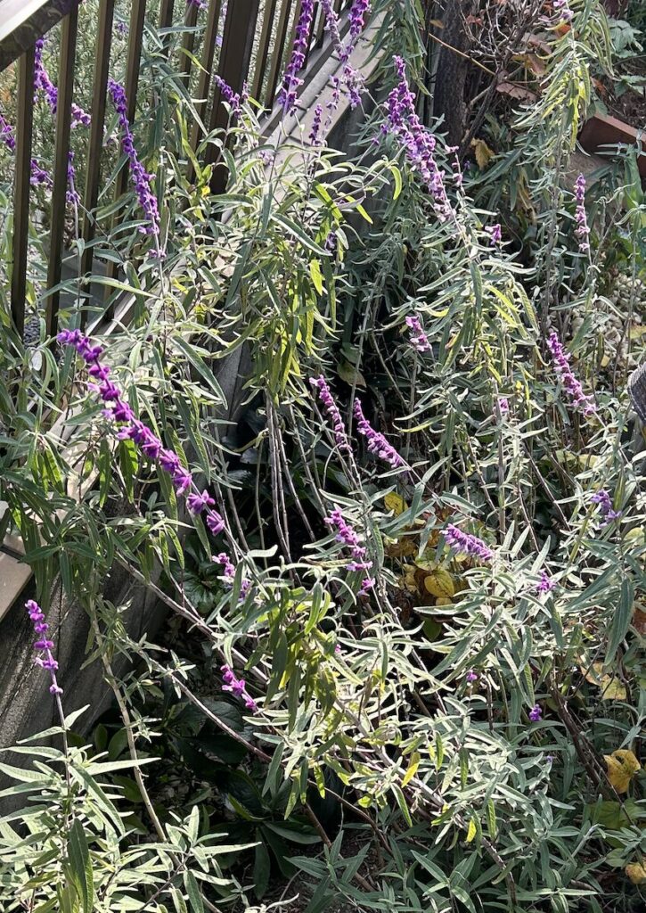 アメジストセージ｜株元から伸びる茎と細長い葉の様子