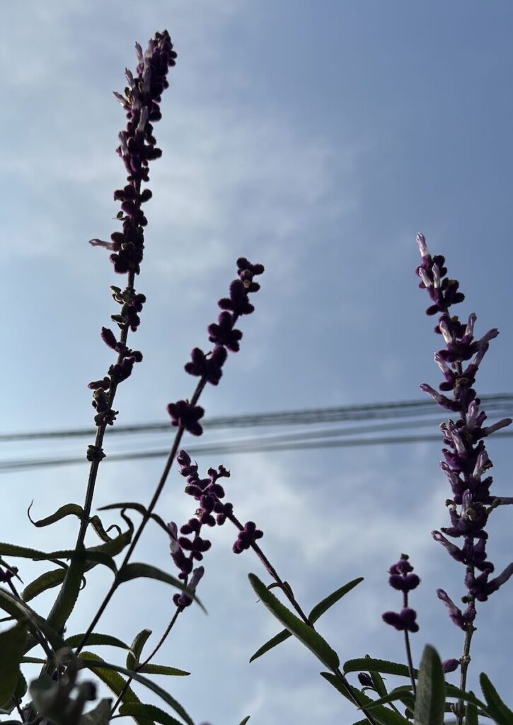 アメジストセージ｜青空に向かって伸びる花穂のシルエット