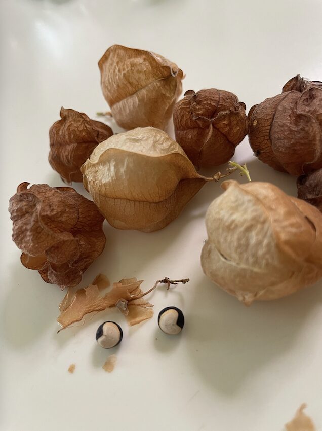 フウセンカズラ｜収穫した実