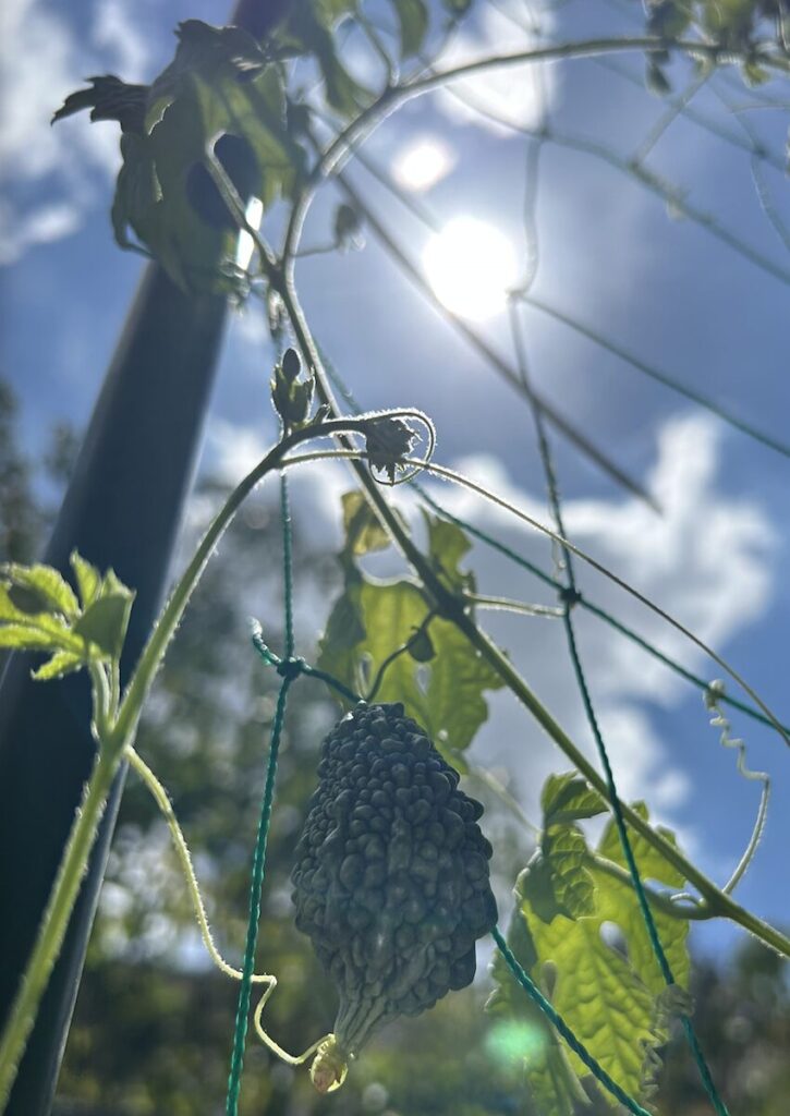 ゴーヤ│青空の下で実るゴーヤ