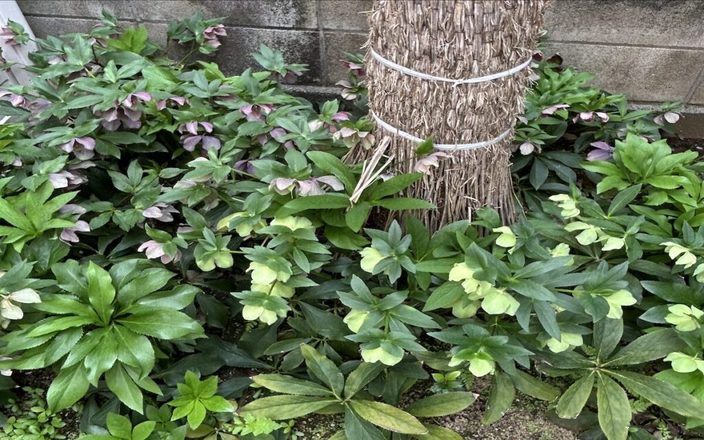 クリスマスローズ｜4月の開花と記念樹の下で広がる株姿