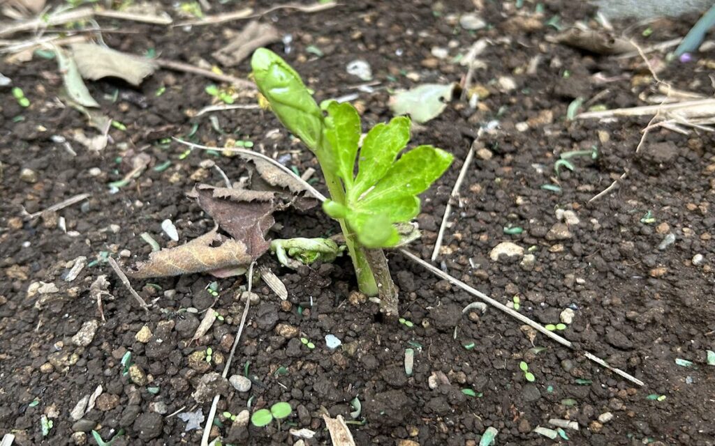 クリスマスローズ｜秋に勢いを取り戻した株全体のようす