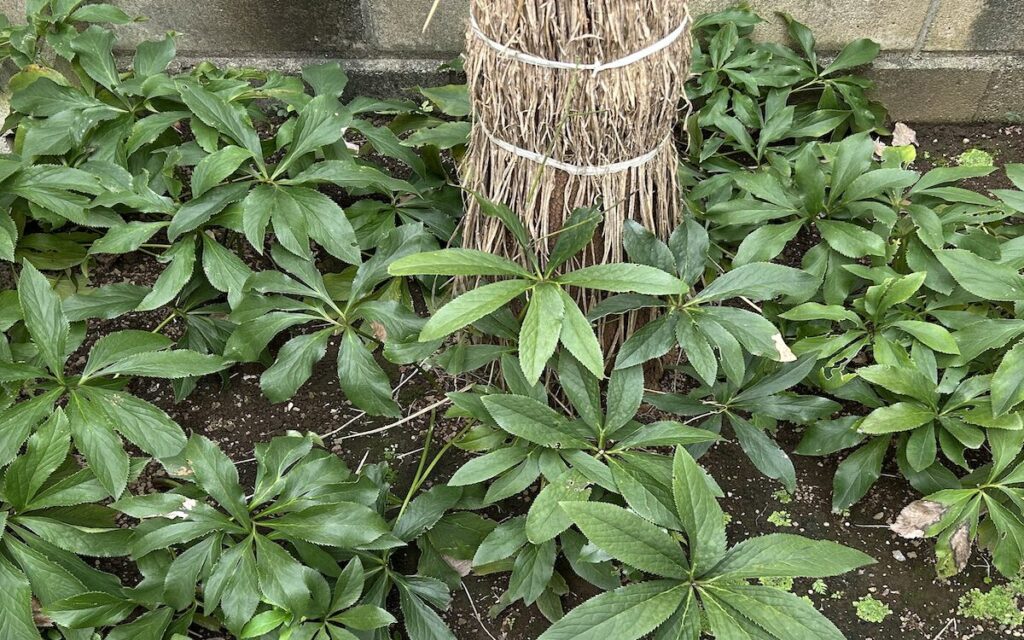 クリスマスローズ｜秋に地際から伸びるつややかな新芽