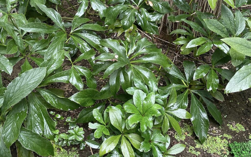 クリスマスローズ｜青々と茂る秋の株姿と葉の密度