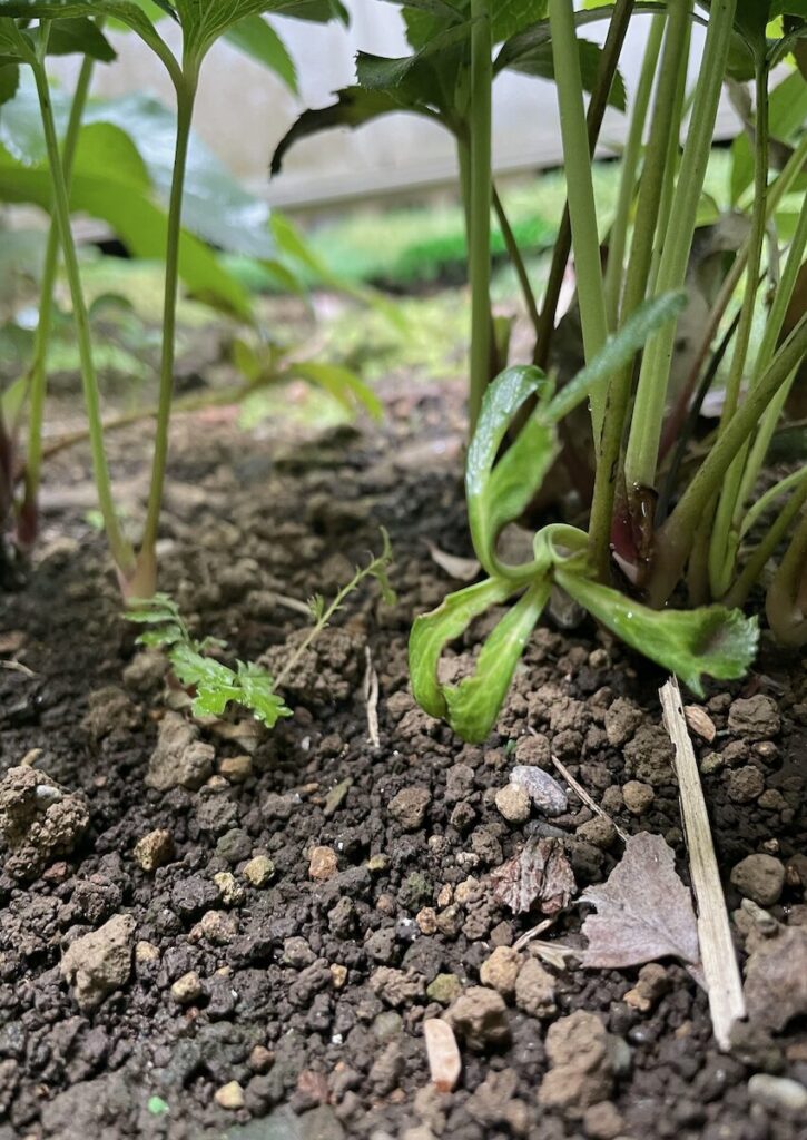 クリスマスローズ｜株元に伸びる新芽と古い茎のようす