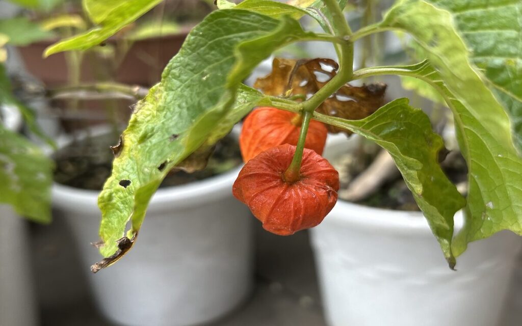 ほおずき|オレンジに色づいた実と葉のようす