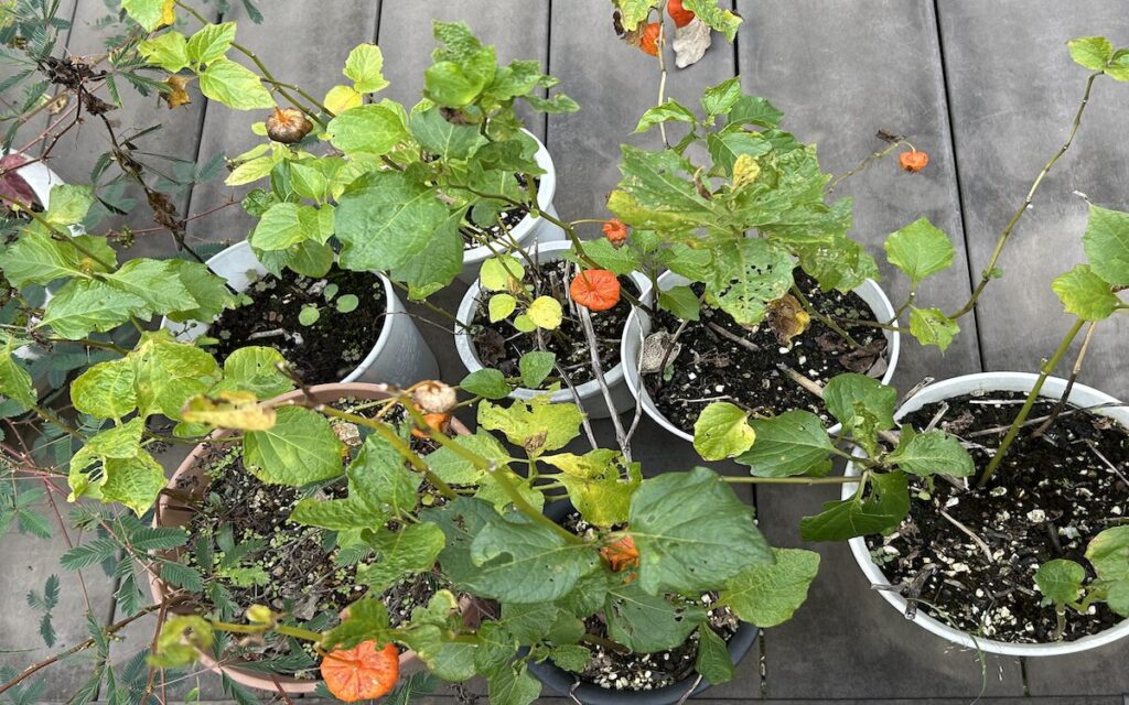 ほおずき|枯れかけの葉と色づき終えた実