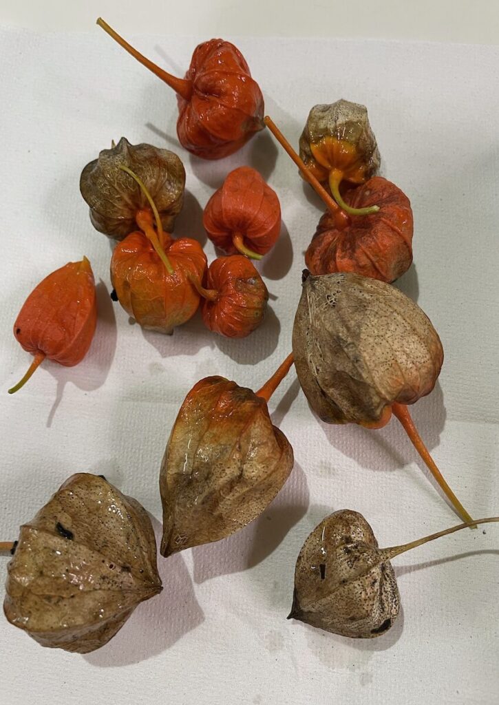 ほおずき|収穫後に並べた実