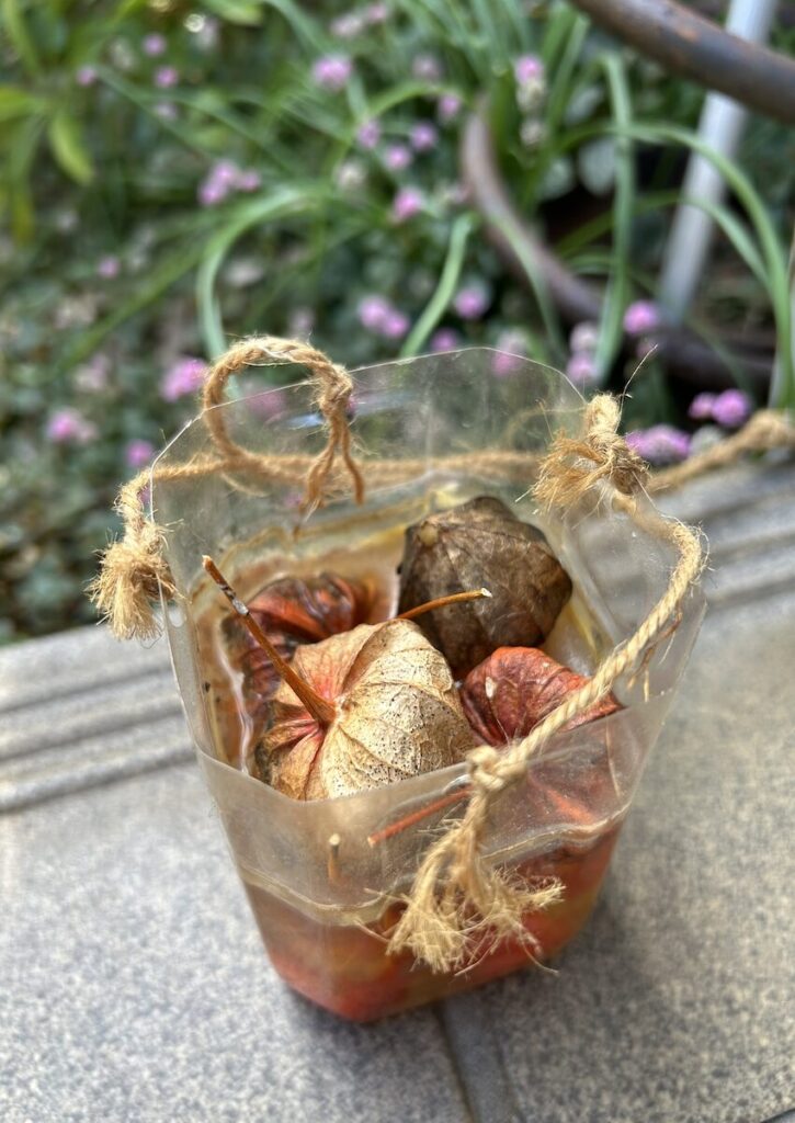 ほおずき|透明容器で浸水中の実