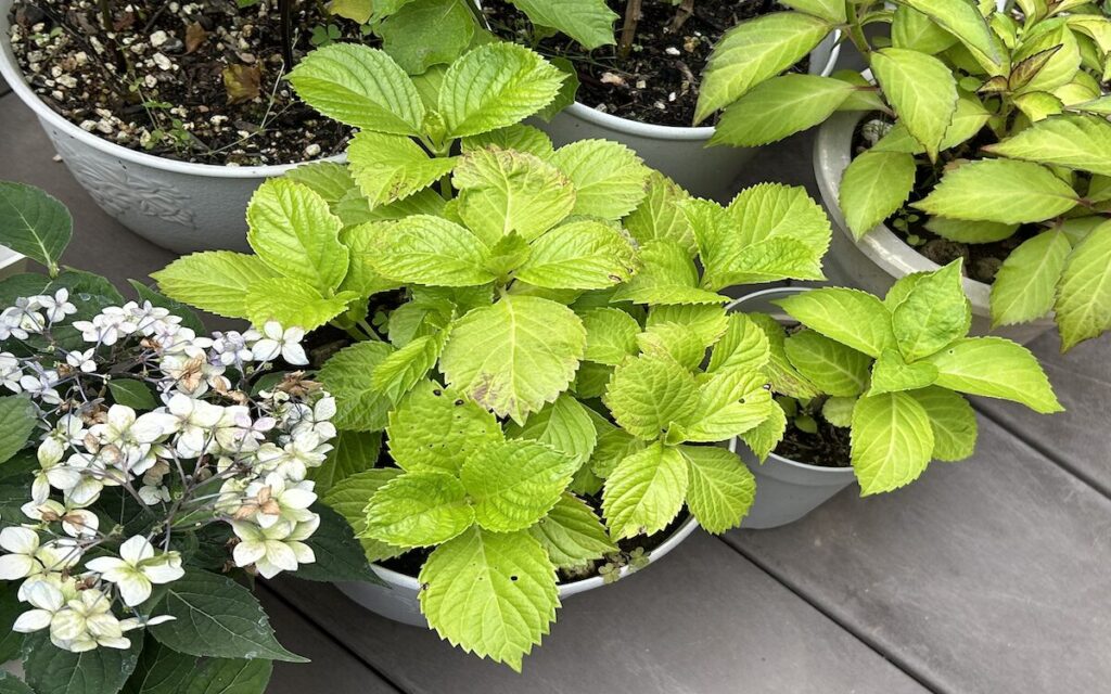 紫陽花│複数の鉢植えを並べて管理している様子