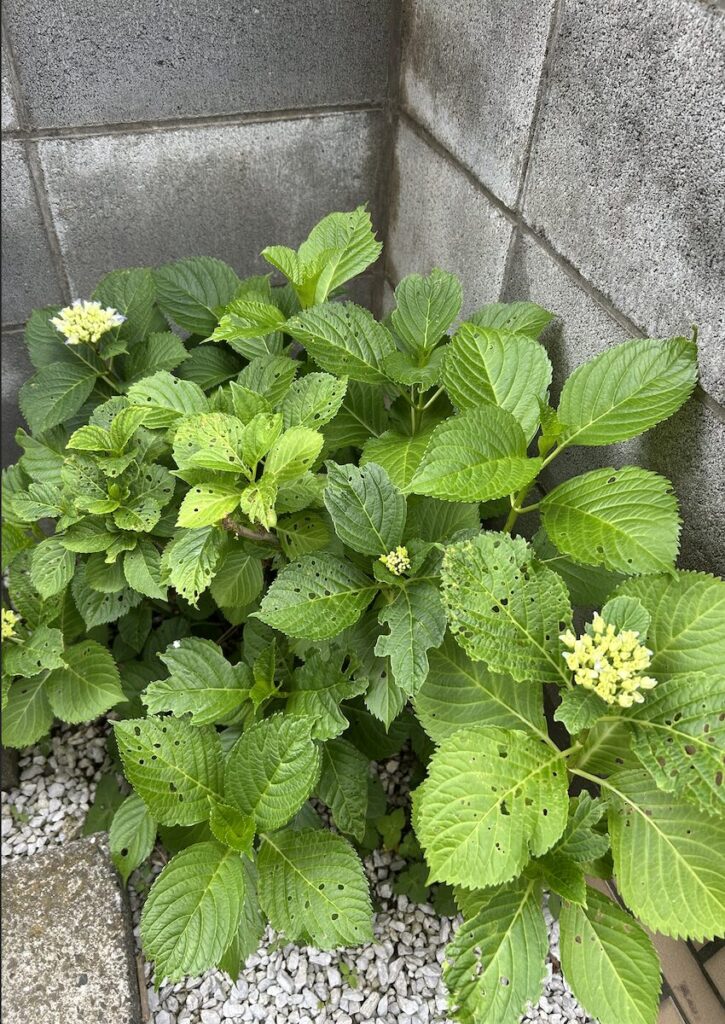紫陽花│地植えで育てているお花